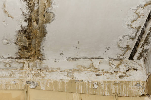 Best Asbestos and Lead Testing During Mold Inspection  in Kent Acres, DE